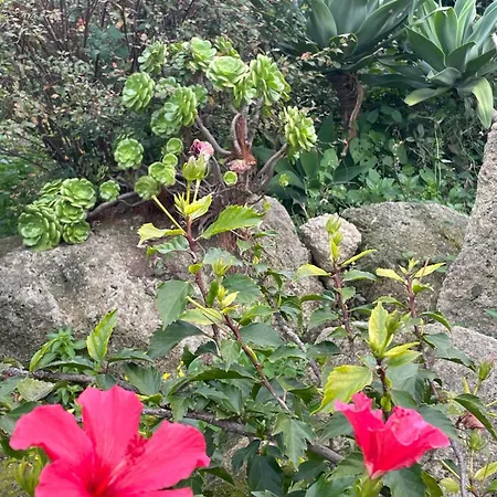 Casa - O Chian 'e Zizza Moscia * Forio (Isola d'Ischia)